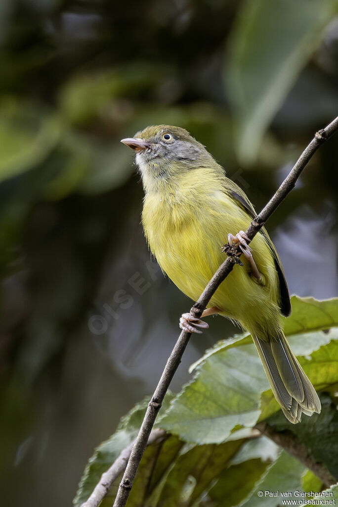 Viréon à pattes clairesadulte