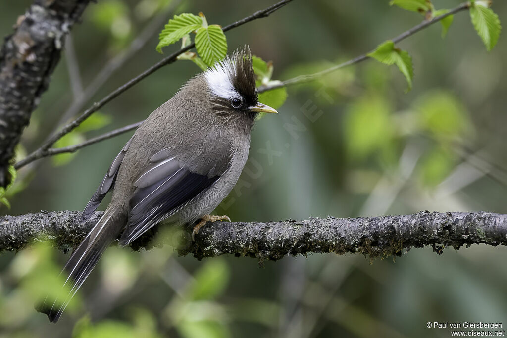 White-collared Yuhinaadult