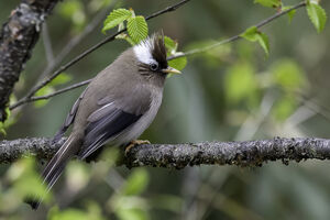 Yuhina à diadème