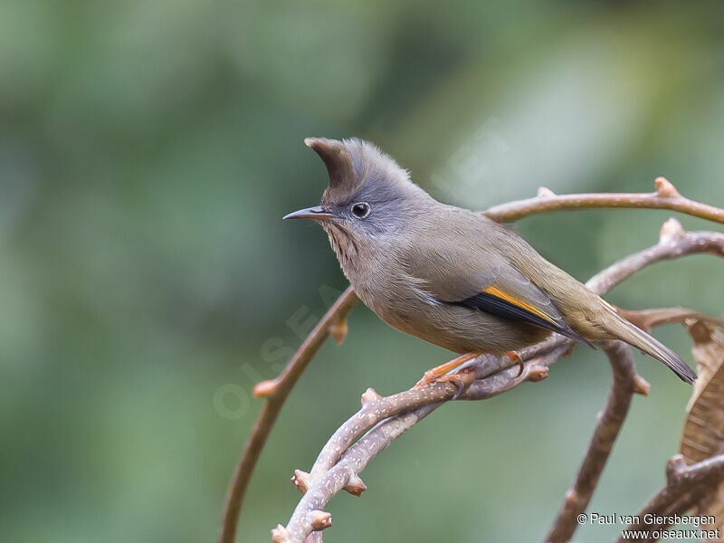 Yuhina à gorge striée
