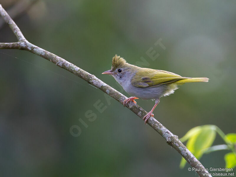 Yuhina à ventre blanc