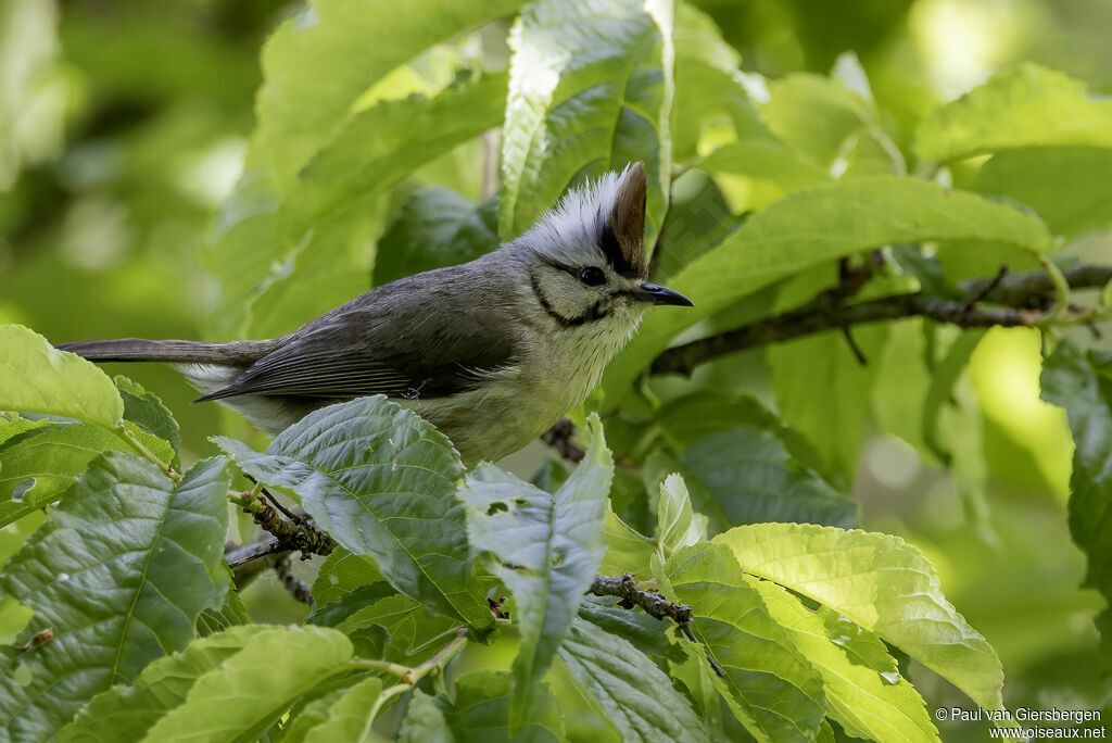 Yuhina de Taïwanadulte