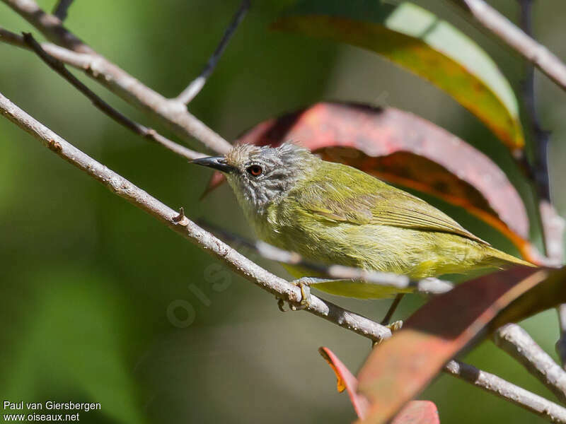 Zostérops à tête rayéeadulte, identification