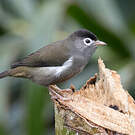 Zostérops de Sao Tomé