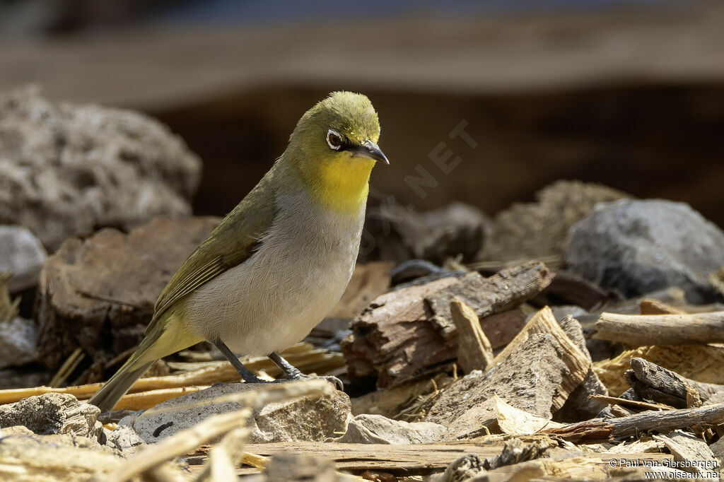 Zostérops de Socotraadulte