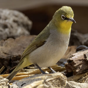 Zostérops de Socotra