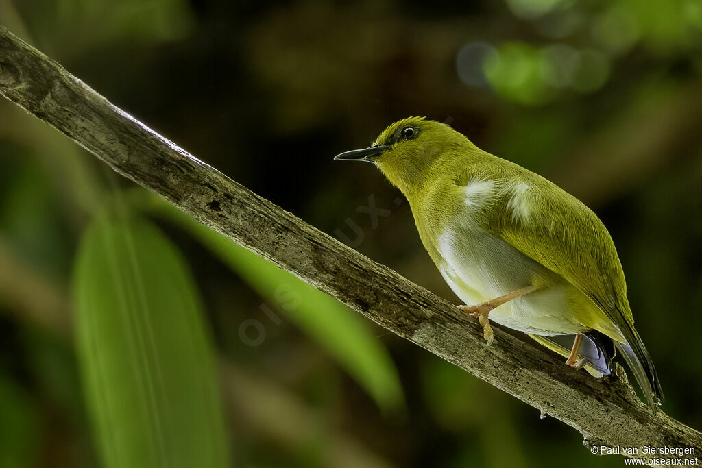 Zostérops de Tetepareadulte