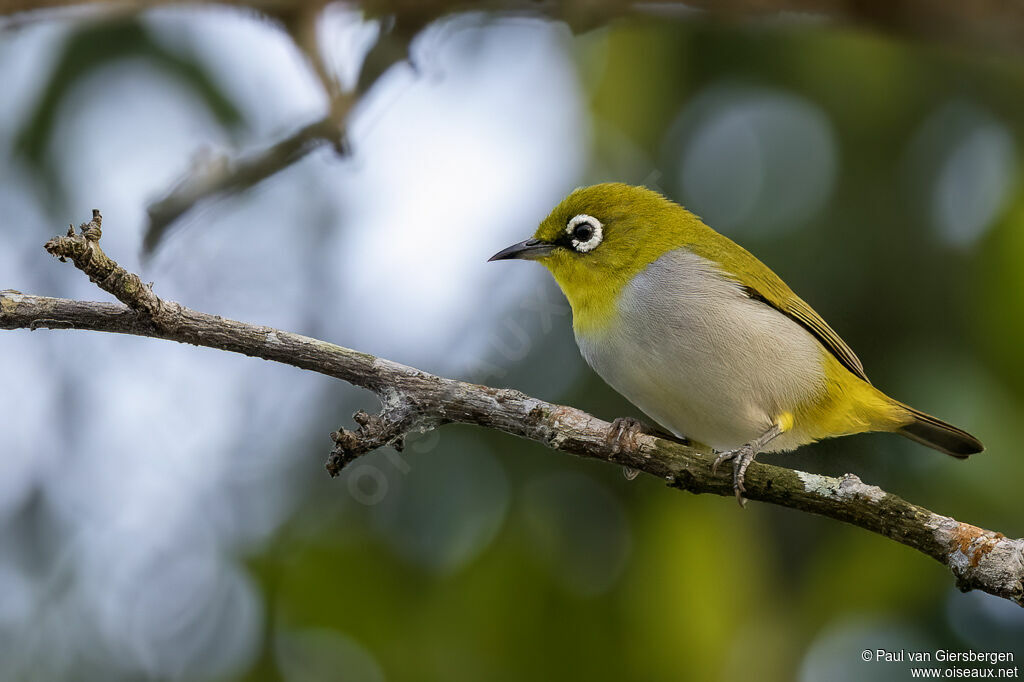 Zostérops orientaladulte