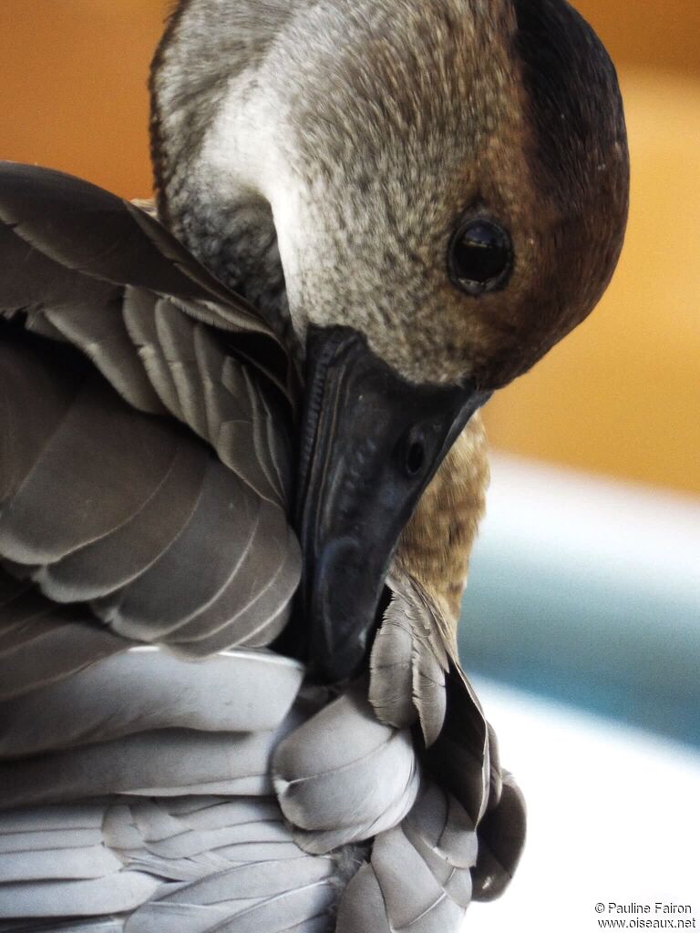 Dendrocygne des Antillesadulte