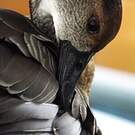 Dendrocygne des Antilles
