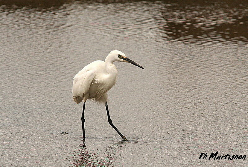 Aigrette garzette, identification