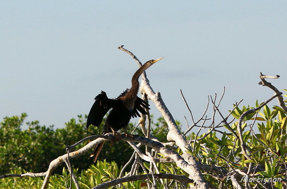Anhinga d'Amérique, identification