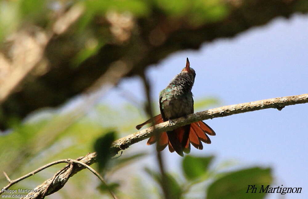 Rufous-tailed Hummingbird, pigmentation, Behaviour