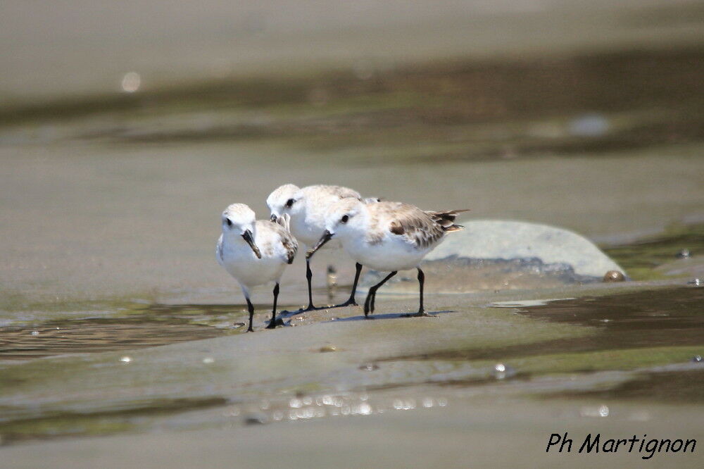 Bécasseau sanderling