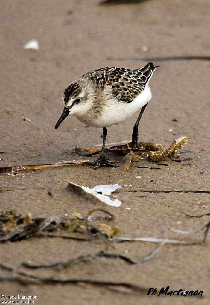 Semipalmated Sandpiperadult breeding, pigmentation, fishing/hunting