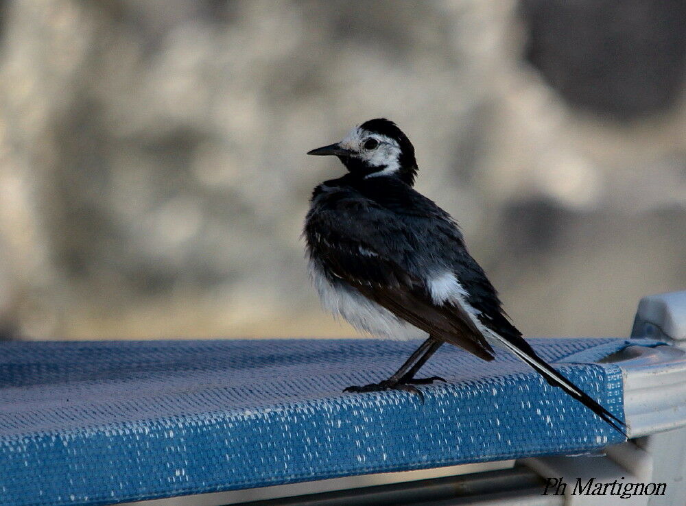 Bergeronnette grise, identification