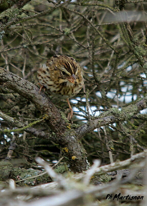 Bruant des prés