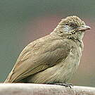 Bulbul de Blanford