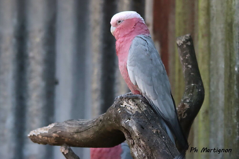 Cacatoès rosalbin, identification