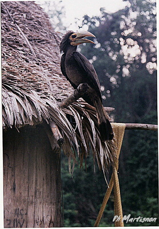 Calao largup femelle, identification