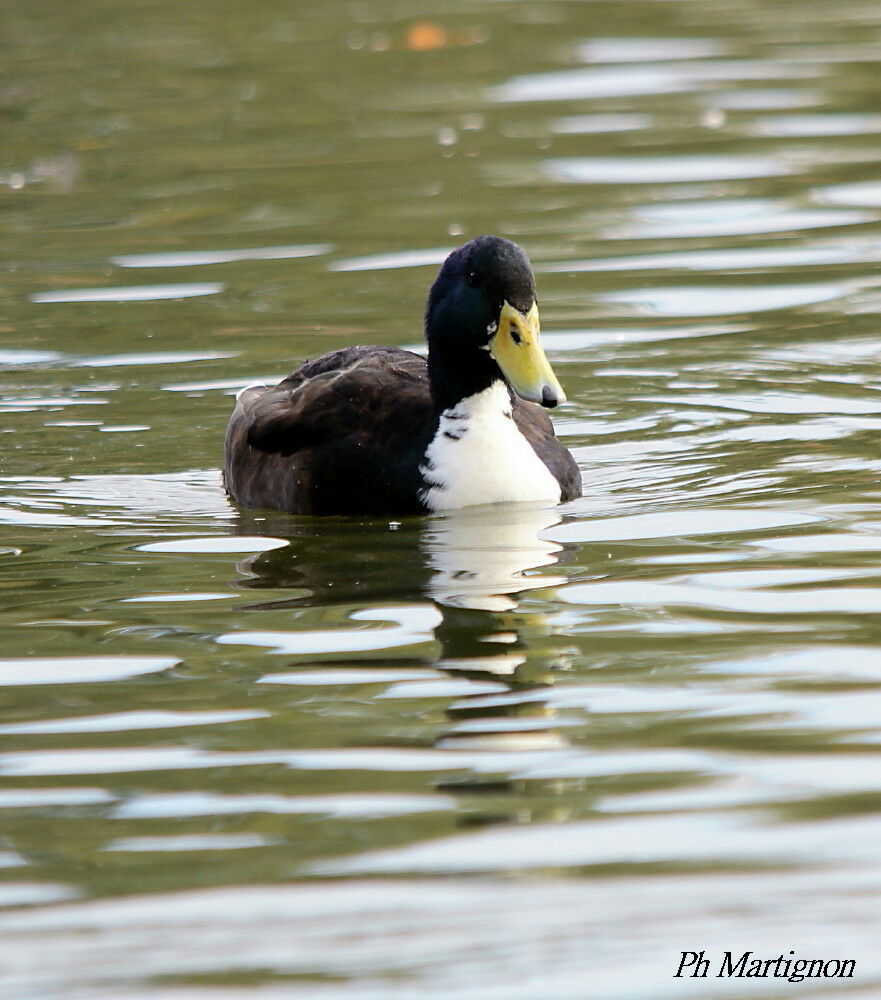 Canard colvert