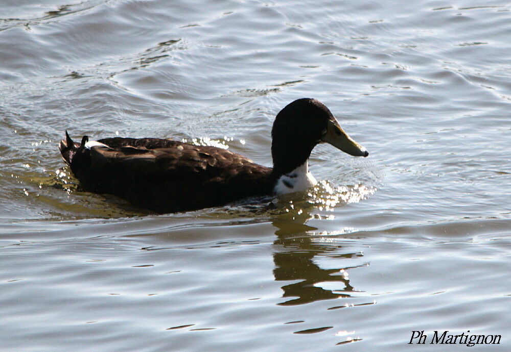Canard colvert