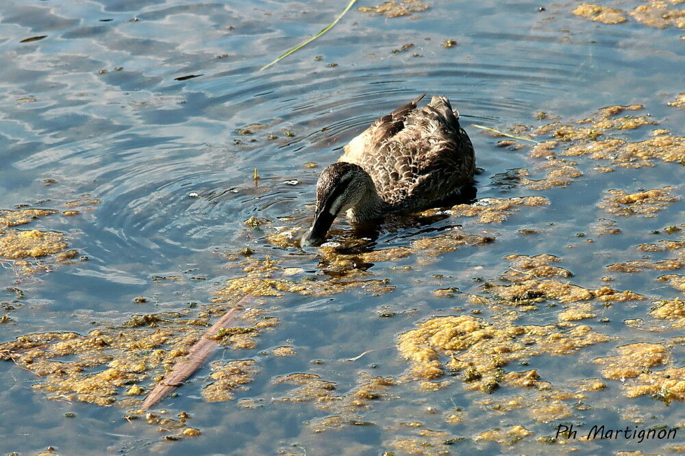 Canard colvert femelle, identification