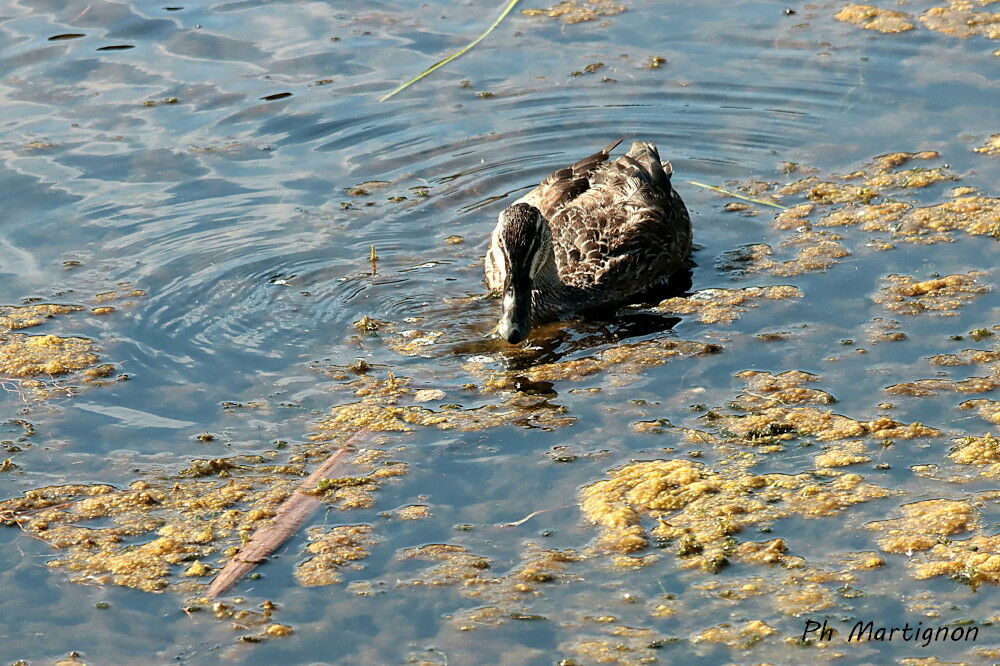 Canard colvert femelle, identification