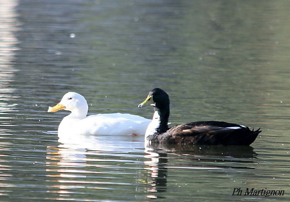 Canard colvert