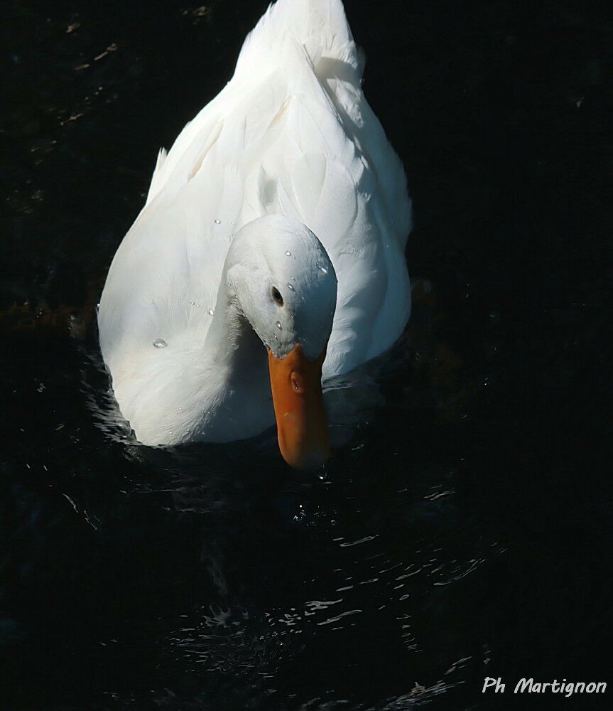 Canard colvert, identification