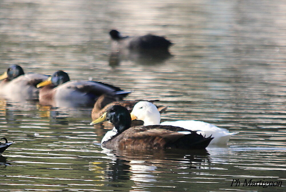 White-cheeked Pintail