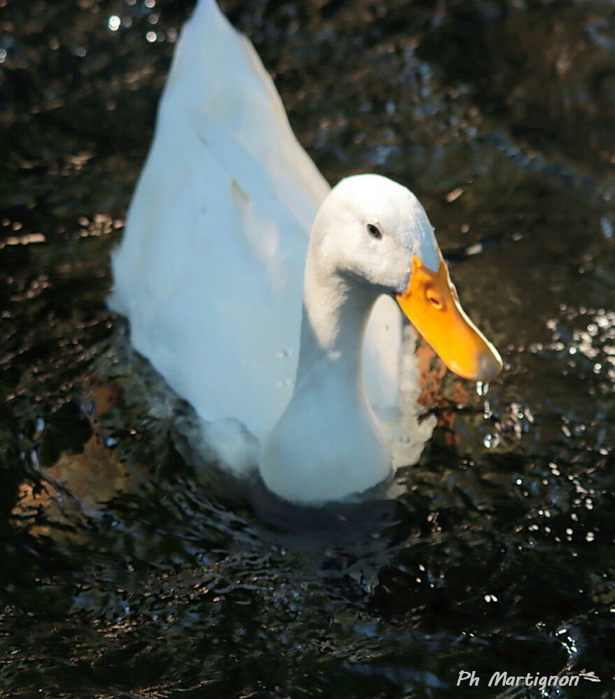 Canard des Bahamas, identification