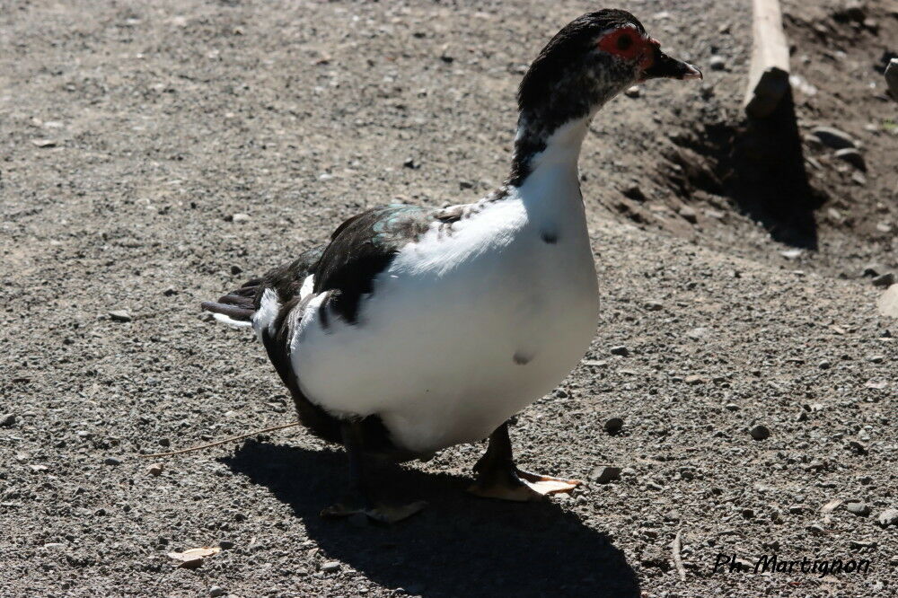 Canard musqué, identification