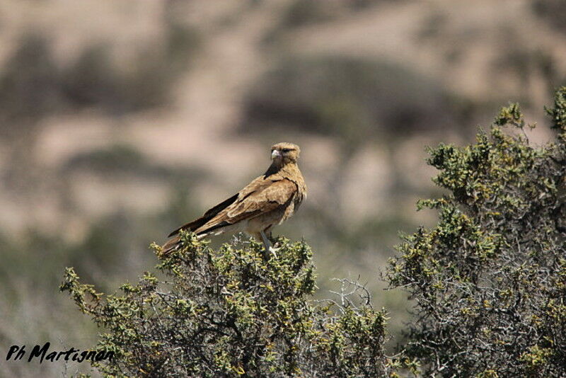 Caracara chimango