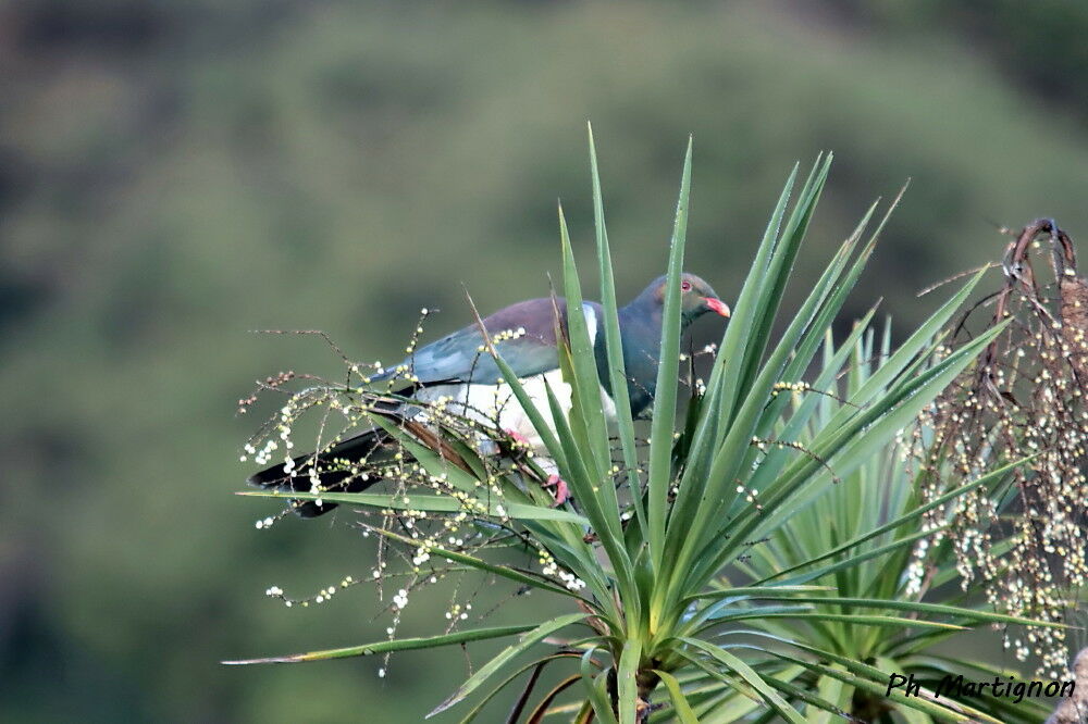 Carpophage de Nouvelle-Zélande