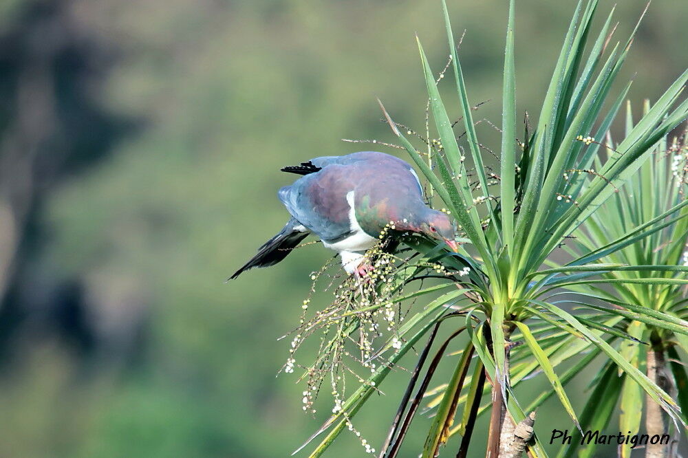 Carpophage de Nouvelle-Zélande, identification