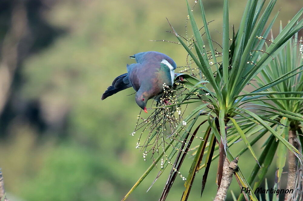 Carpophage de Nouvelle-Zélande