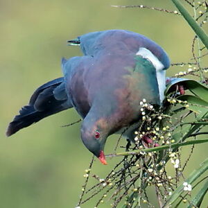 Carpophage de Nouvelle-Zélande