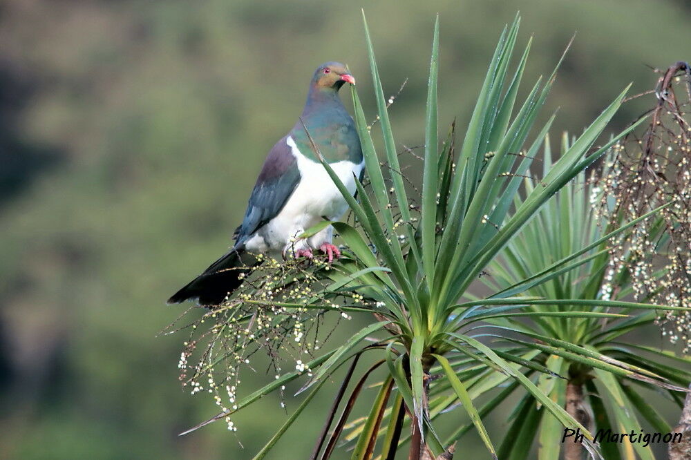 Carpophage de Nouvelle-Zélande, identification