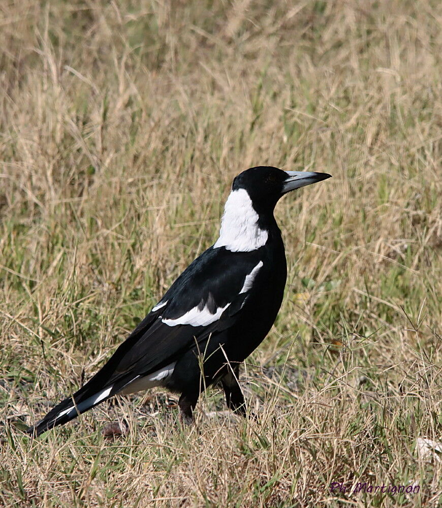 Cassican flûteur, identification