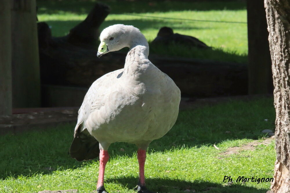 Céréopse cendré, identification