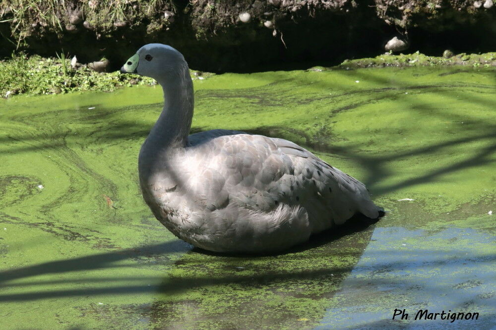 Céréopse cendré, identification