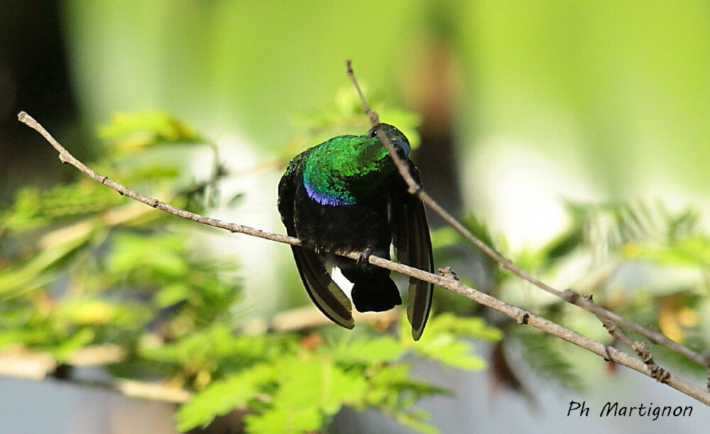 Green-throated Carib, identification