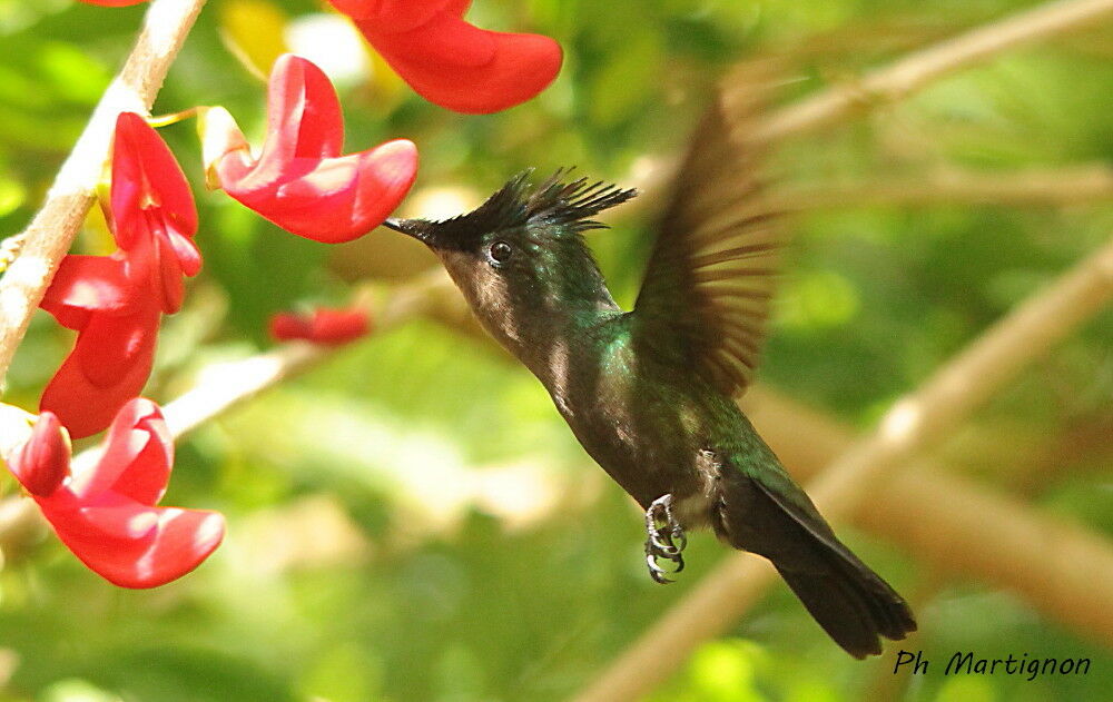 Colibri huppé, identification