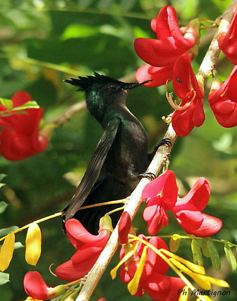 Colibri huppé, identification