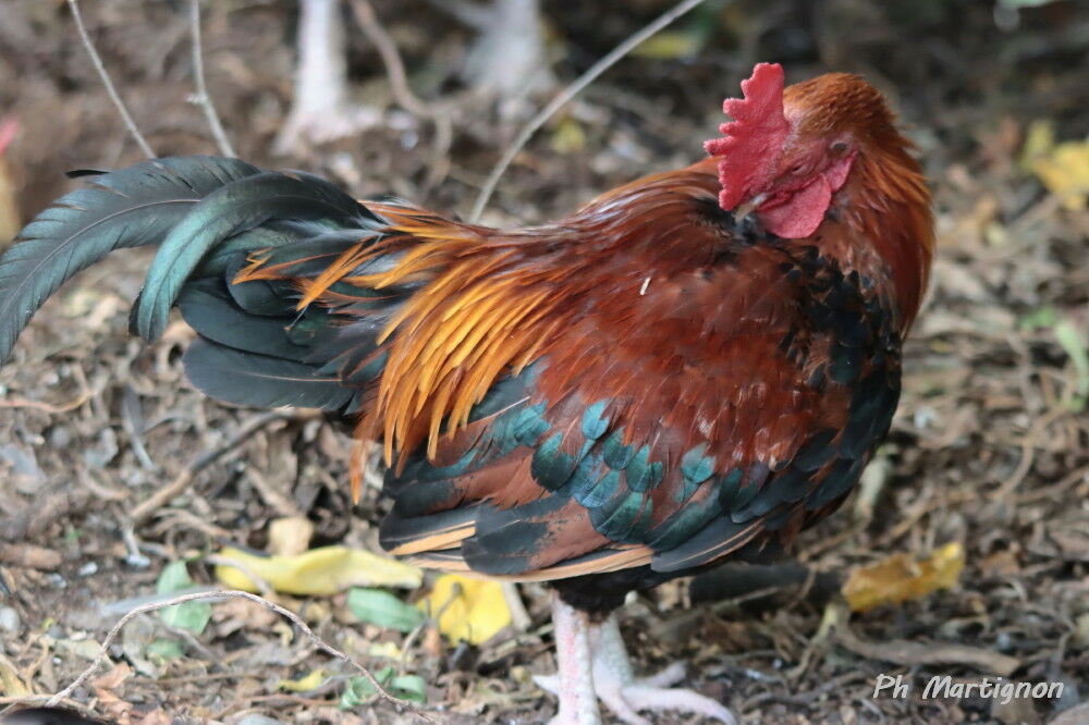 Coq bankiva, identification