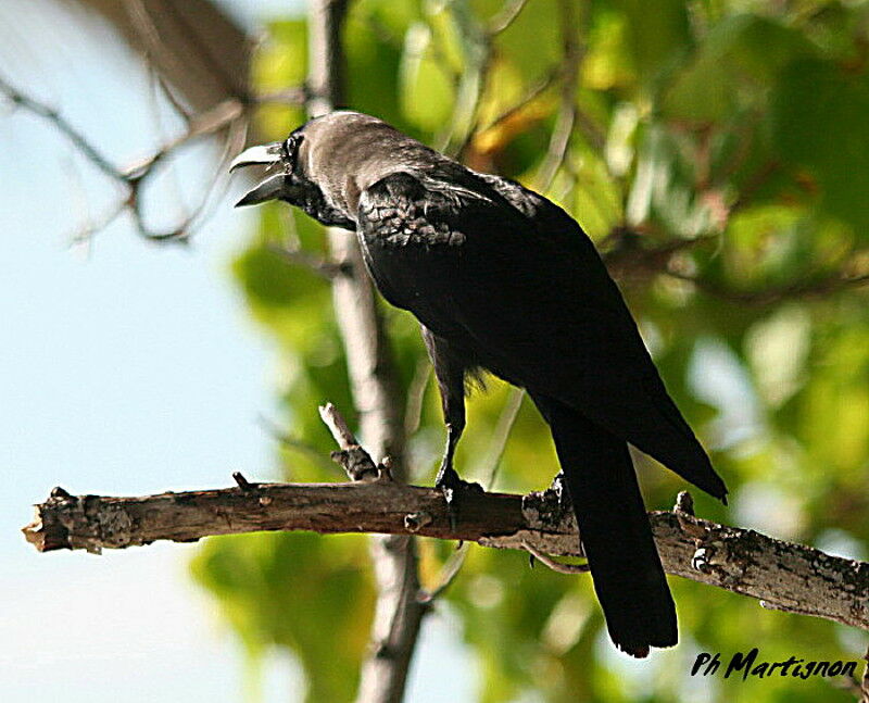 Corbeau familier