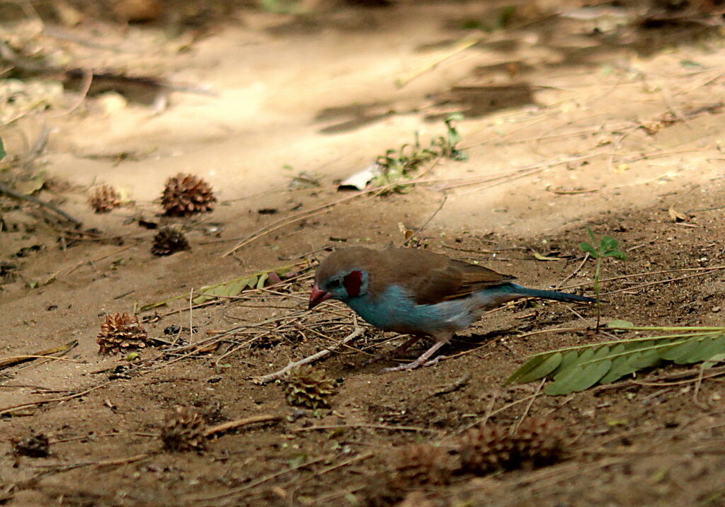 Cordonbleu à joues rouges mâle adulte, identification
