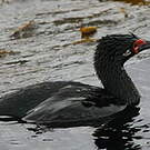 Cormoran de Magellan