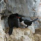 Cormoran de Magellan